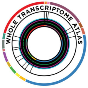 GeoMx Whole Transcriptome Atlas (WTA)