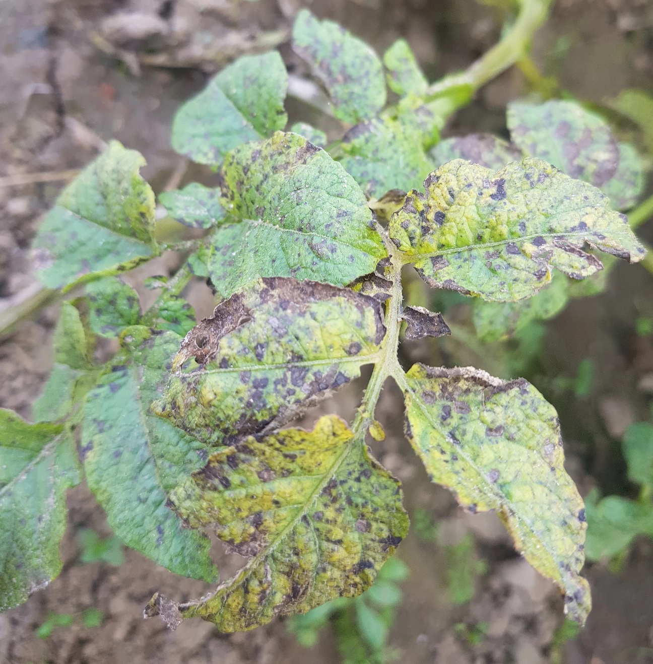 389fc3 c8e93b02e8ef44bbbab14beeb6aa4925 mv2