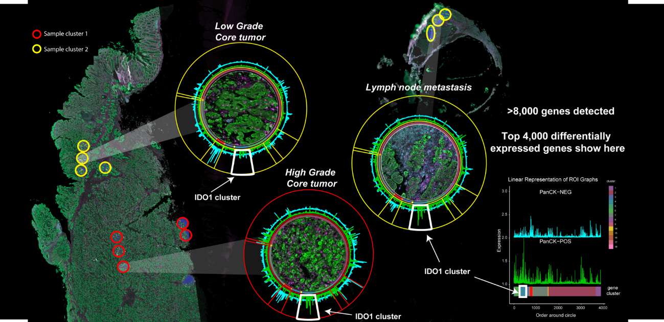 La Transcriptómica Espacial nombrada Método del Año por Nature Methods