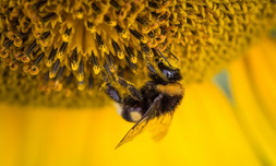 Comienzan las alergias debidas al polen de los árboles de floración temprana