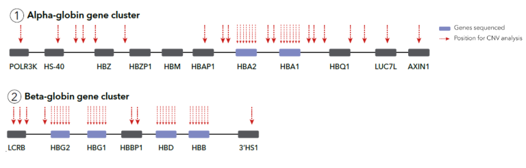 Devyser Thalassemia v2 Workflow