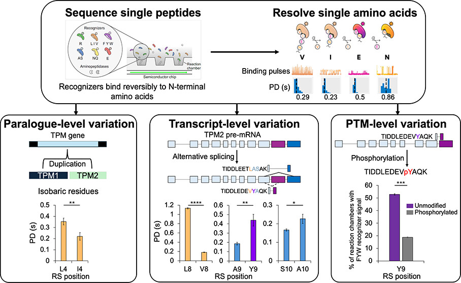 Graphical Abstract J. Proteome Res.