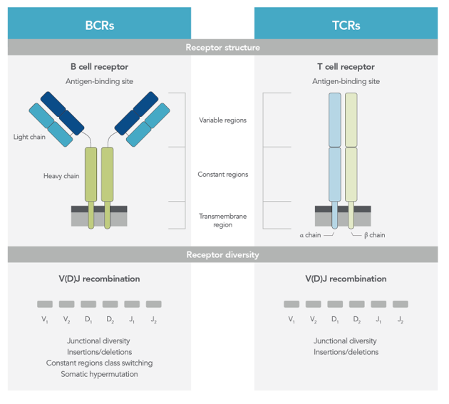 Archer IMMUNOVerse BCR panel 1 immunoverse detail