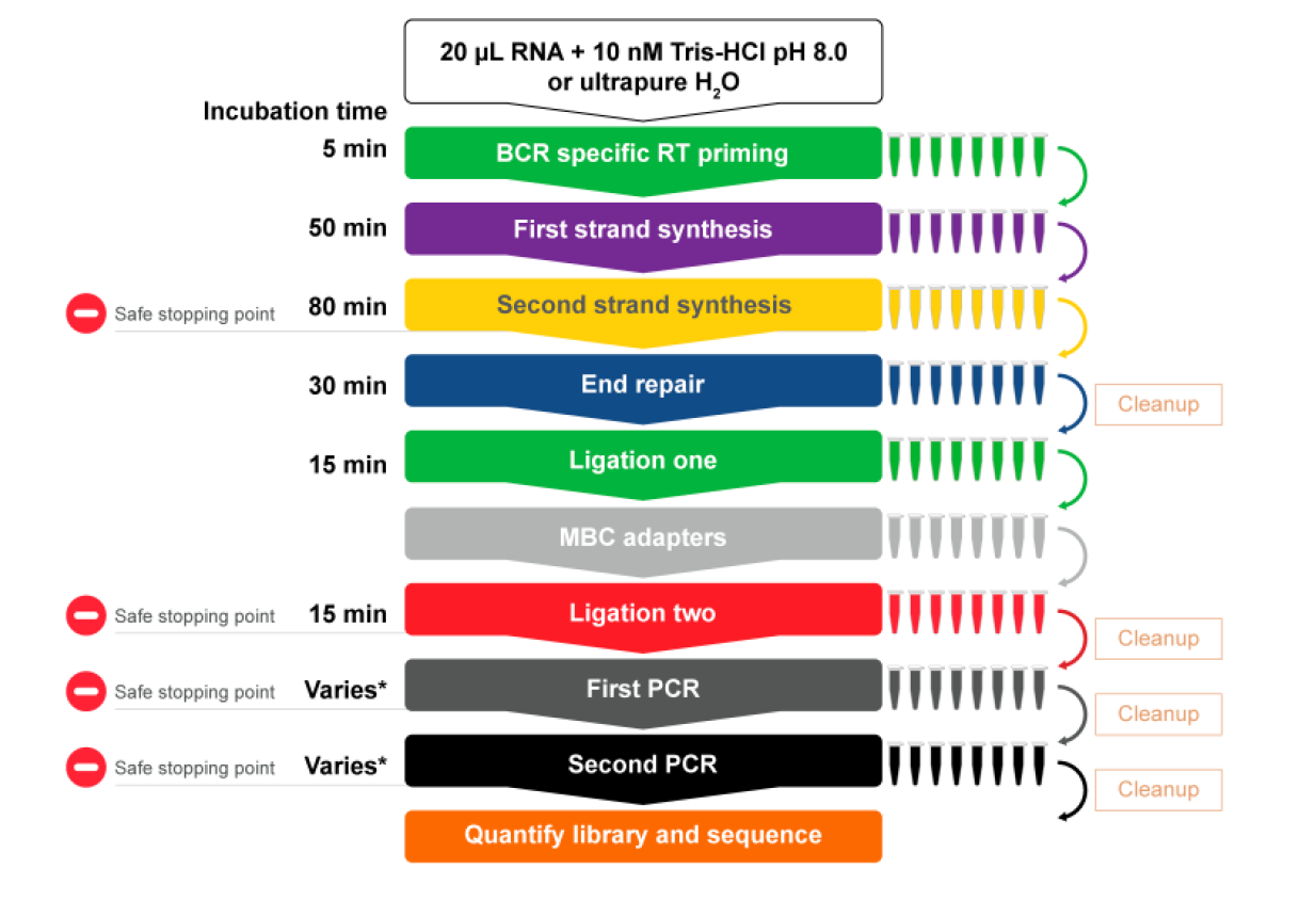 Archer IMMUNOVerse BCR panel 2 immunoverse workflow