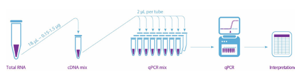 HemaVision® — Paneles 7Q y 28Q para cribado de leucemias por RT‑qPCR 1 workflow hemavision