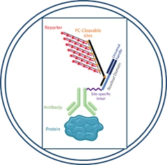 Ensayos de Proteína