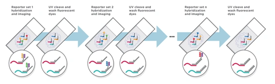 Automated Hybridization Chemistry