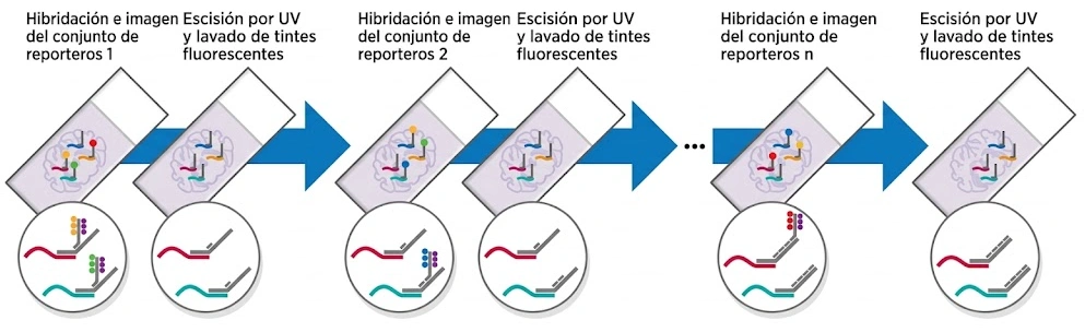 Química automatizada de hibridación