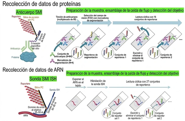 Complejidad morfológica neuronas