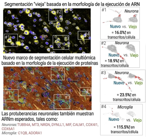 Segmentación guiada por proteínas CosMx