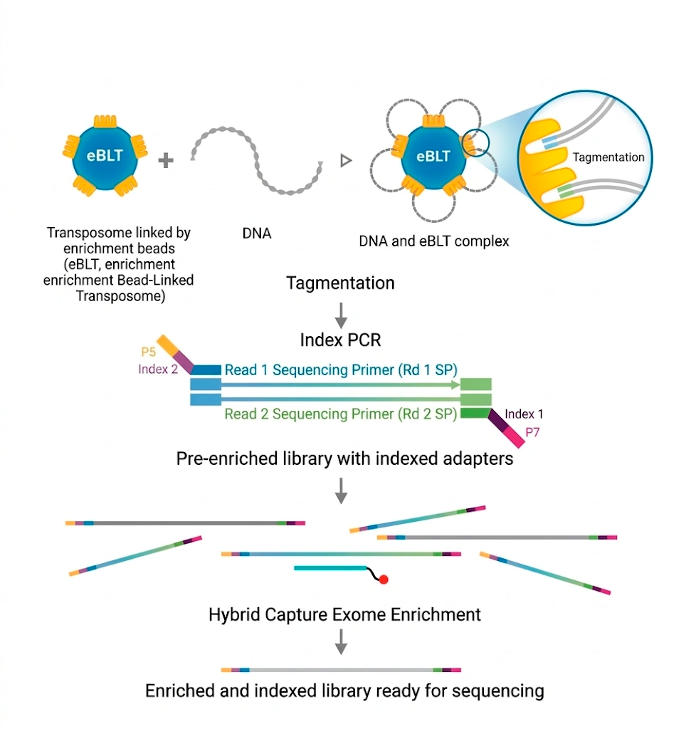 Illumina Library Preparation