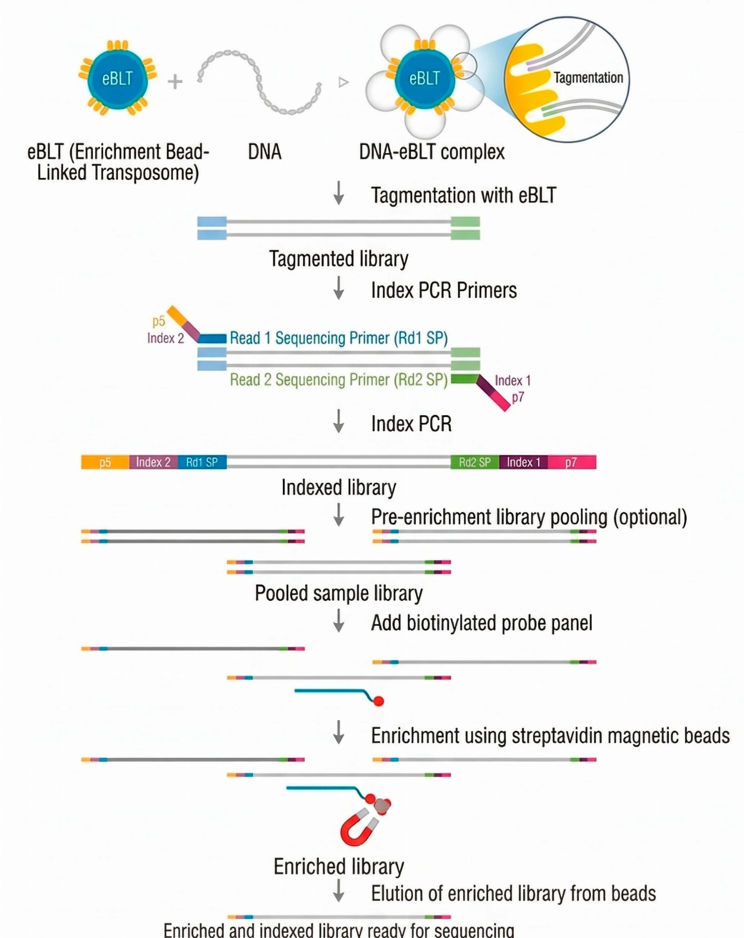 Genes included in key clinical guidelines