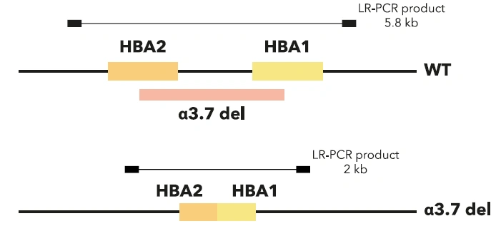 Thalassemia Analysis 2
