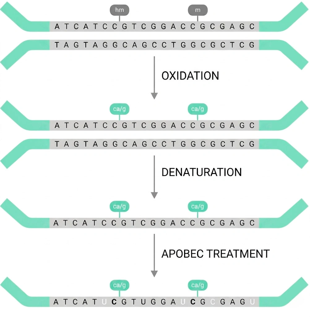 Twist methylation workflow