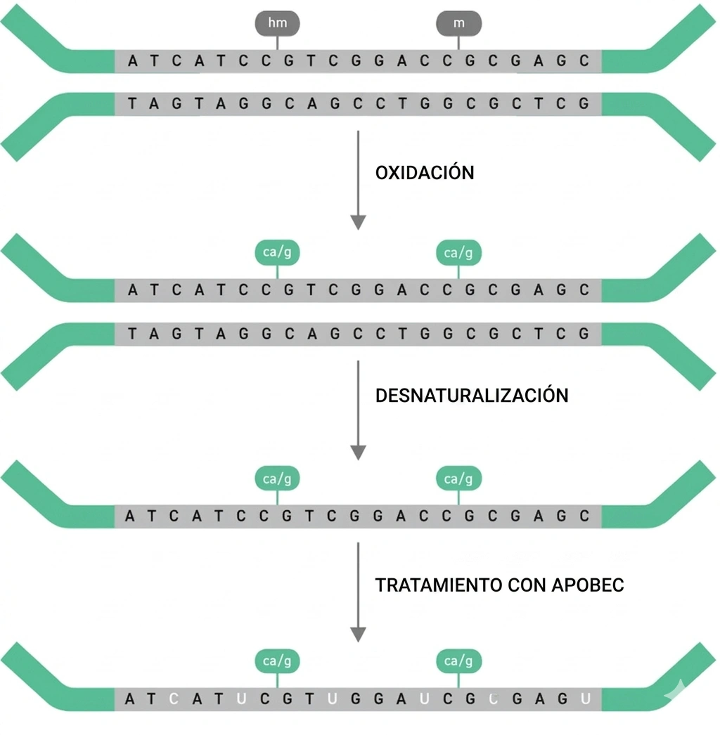 Workflow twist metilación