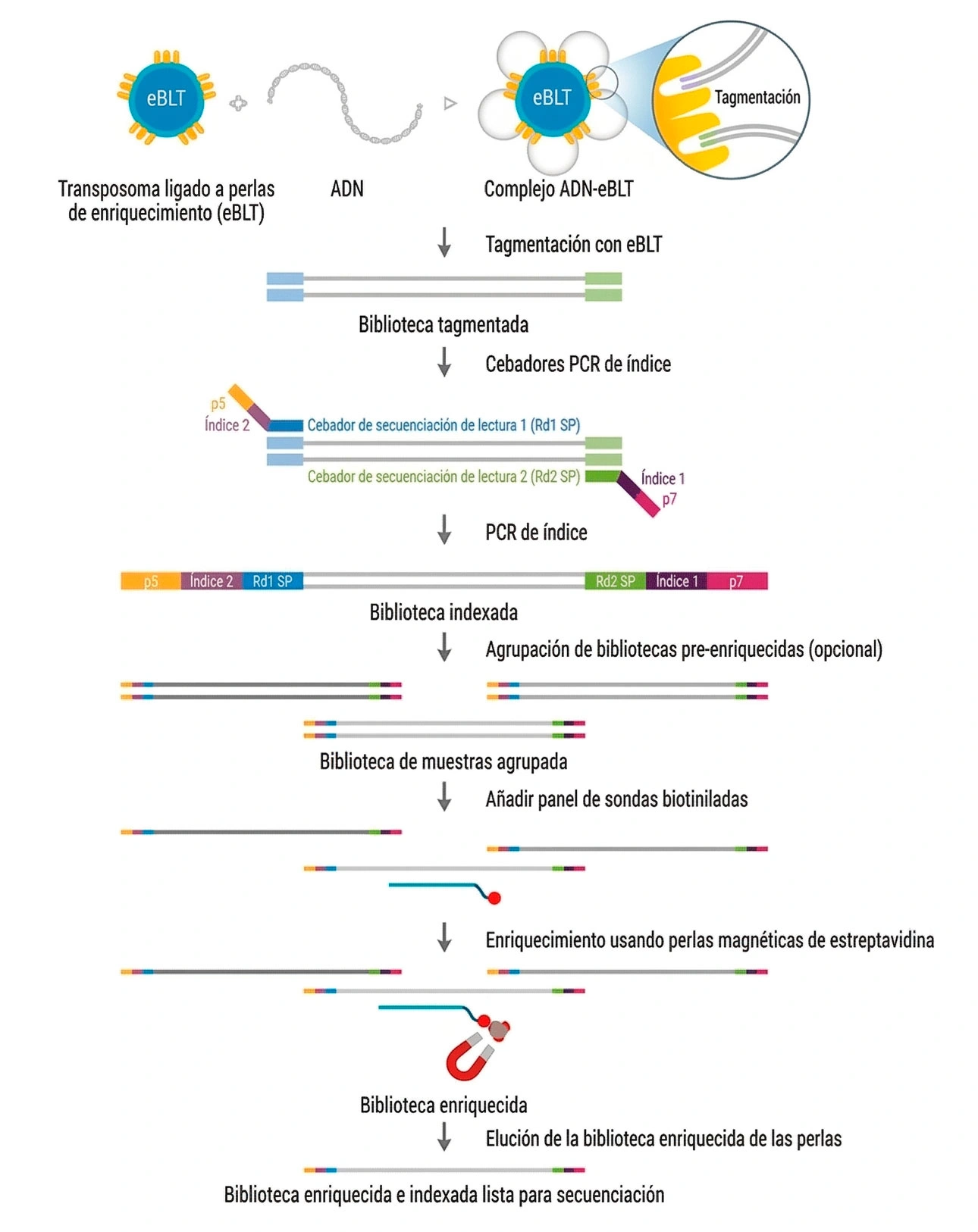 Genes incluidos en guías clínicas clave
