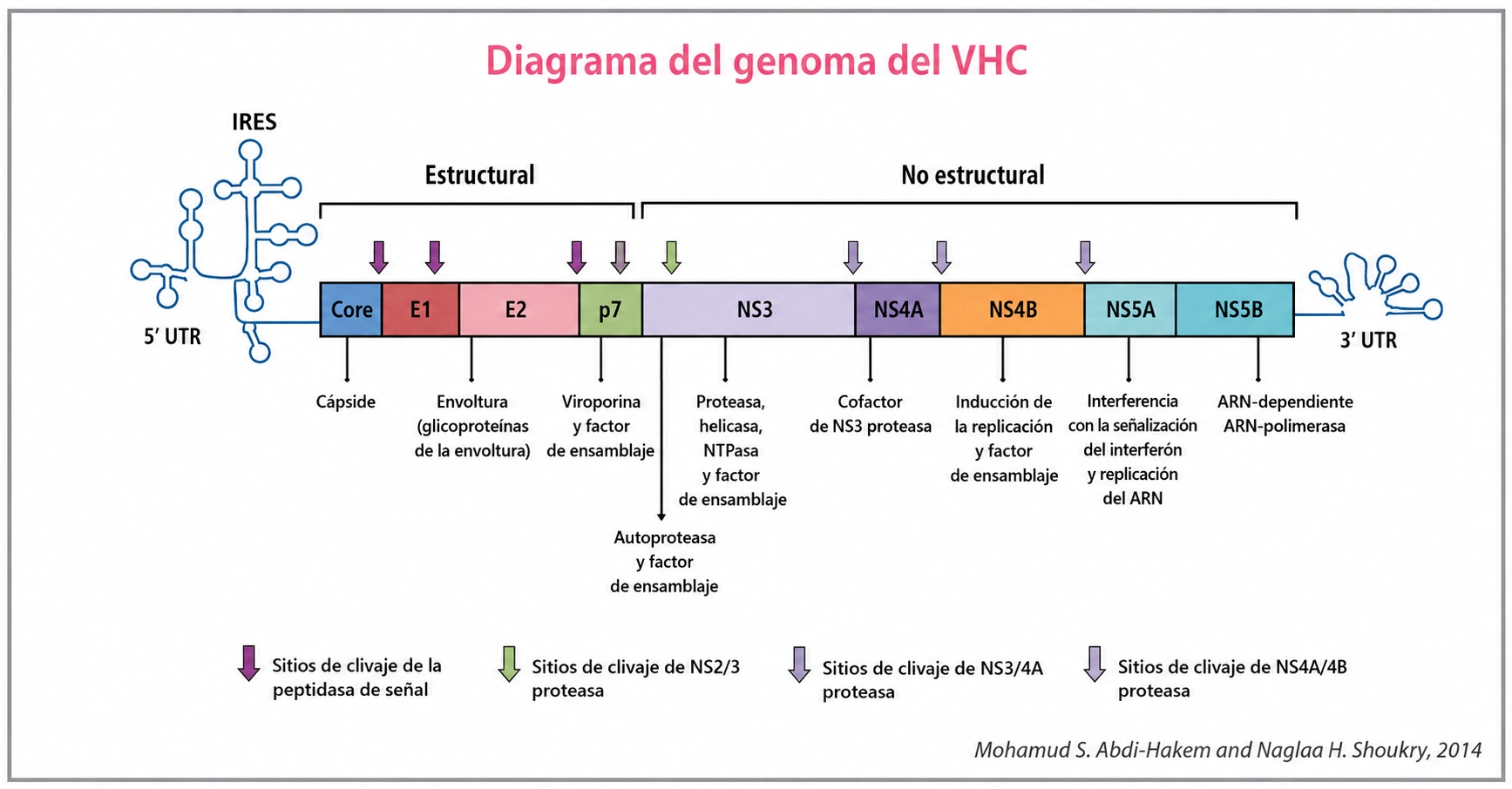 Esquema de amplificación de HCV
