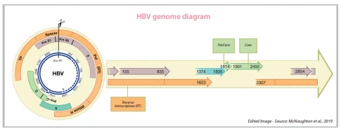 HBV Genotyping