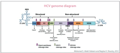 HCV amplification scheme
