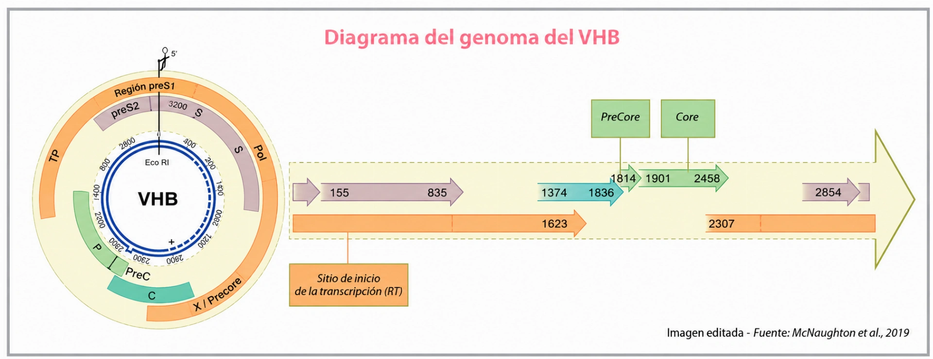 Genotipado de HBV