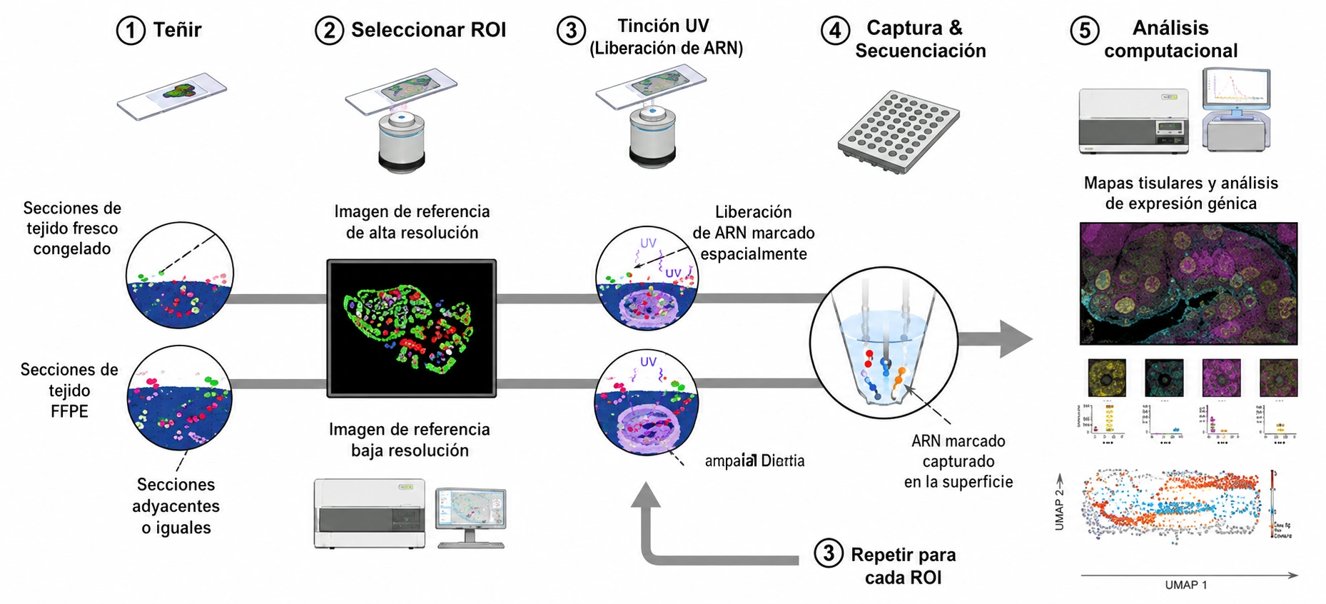 Flujo de trabajo GeoMx DSP