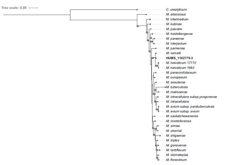 Árbol filogenético Mycobacterium cajalii