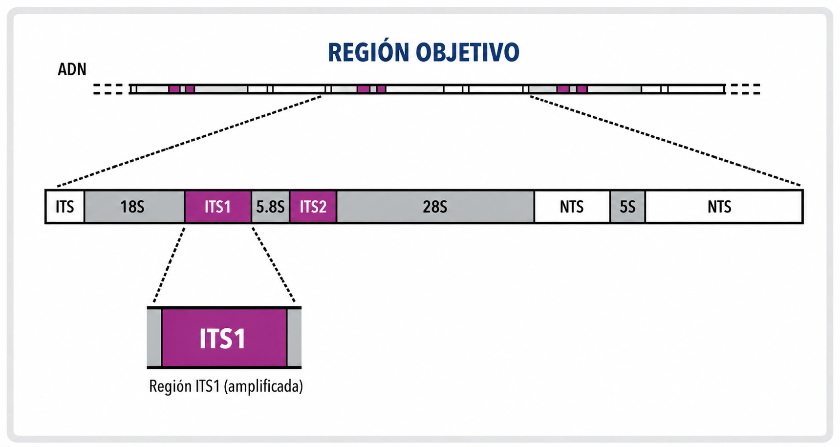 Flujo de Trabajo Mycobiota Solution