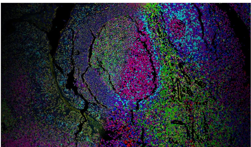 CellScape Data Explorer