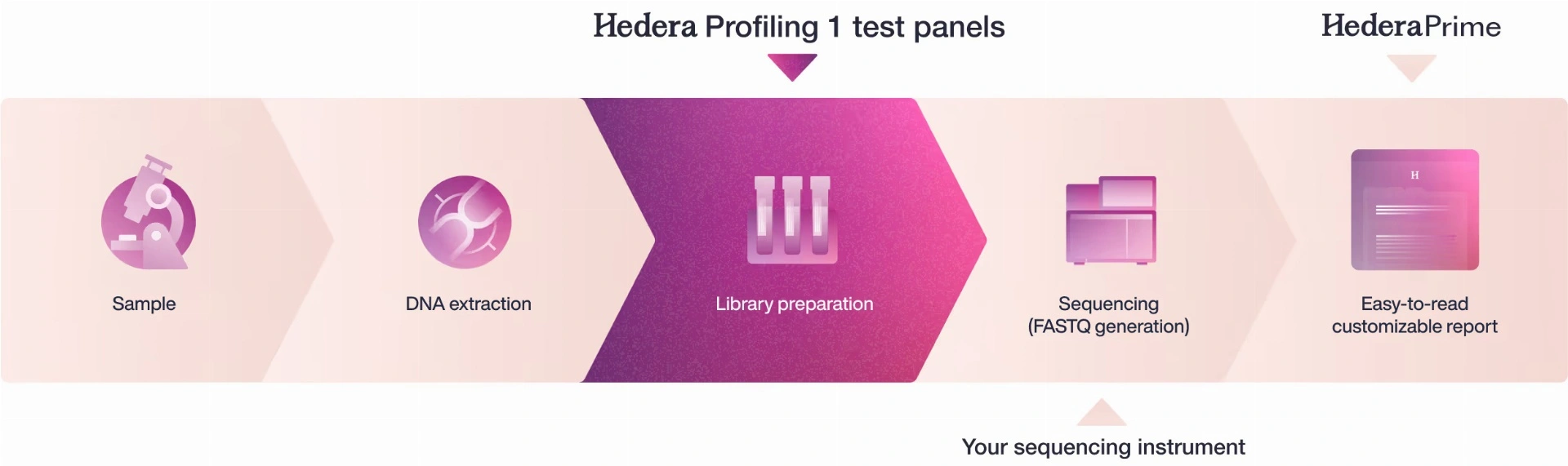 Hedera Profiling 1 workflow