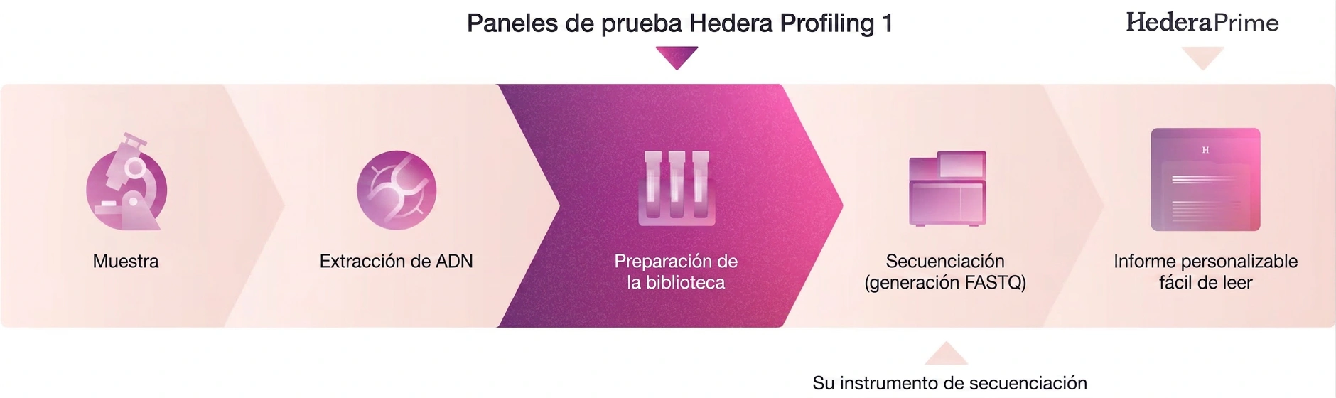 Flujo de trabajo Hedera Profiling 1