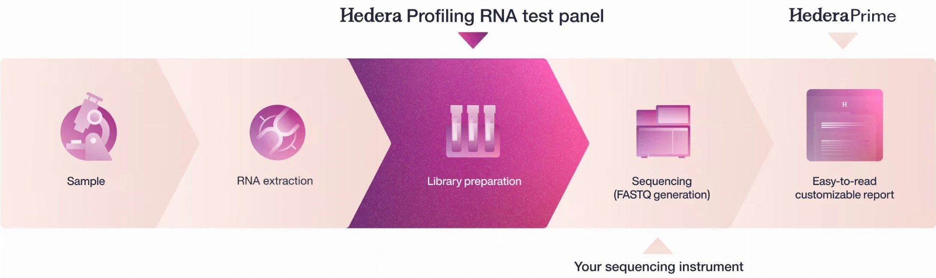 Hedera Profiling RNA workflow