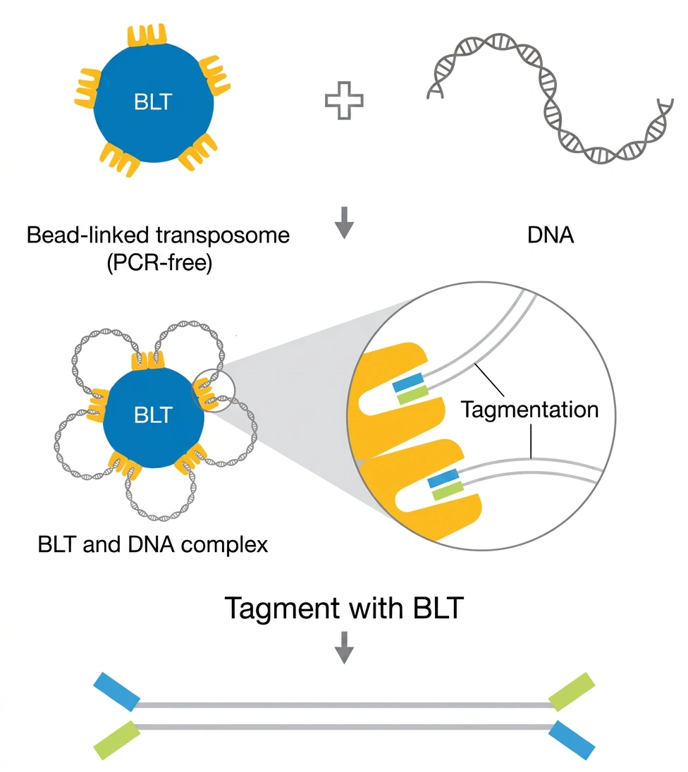 Illumina DNA PCR-Free Prep, Tagmentation