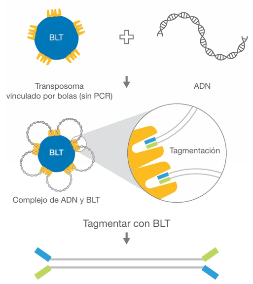 Illumina DNA PCR-Free Prep, Tagmentation