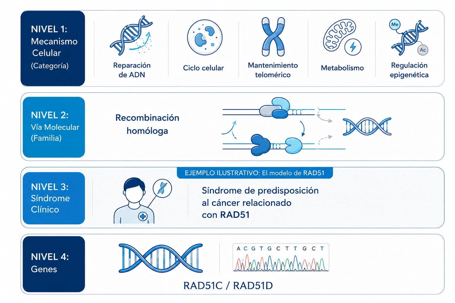 Vías de reparación del ADN y síndromes asociados