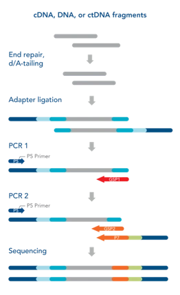 Esquema de la tecnología Anchored Multiplex PCR del panel FUSIONPlex Lung v2