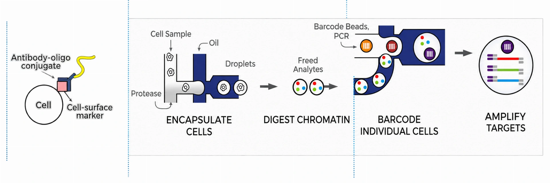 Barcoding and multiplex PCR on the Tapestri platform