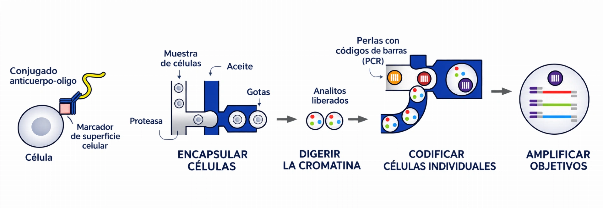 Barcoding y PCR multiplex en la plataforma Tapestri